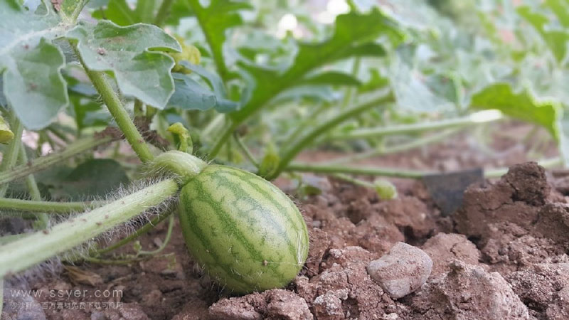 在西瓜大棚中安裝農(nóng)業(yè)氣象站…… 在西瓜大棚中安裝農(nóng)業(yè)氣象站……