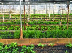 物聯(lián)網技術對農業(yè)的作用